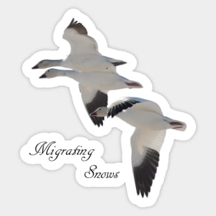 Migrating Snows Sticker